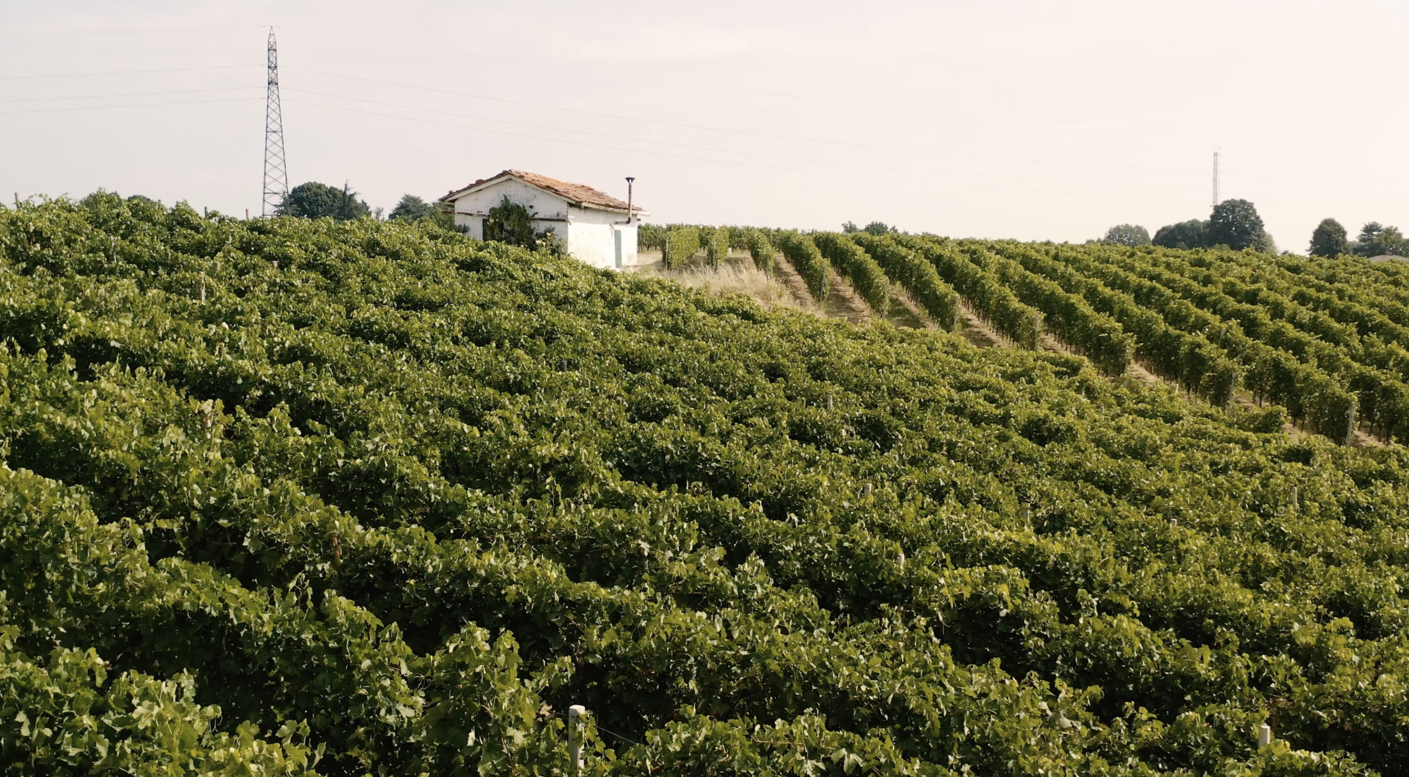 Nettare dei Santi: cantina e cena in vigna vicino Milano