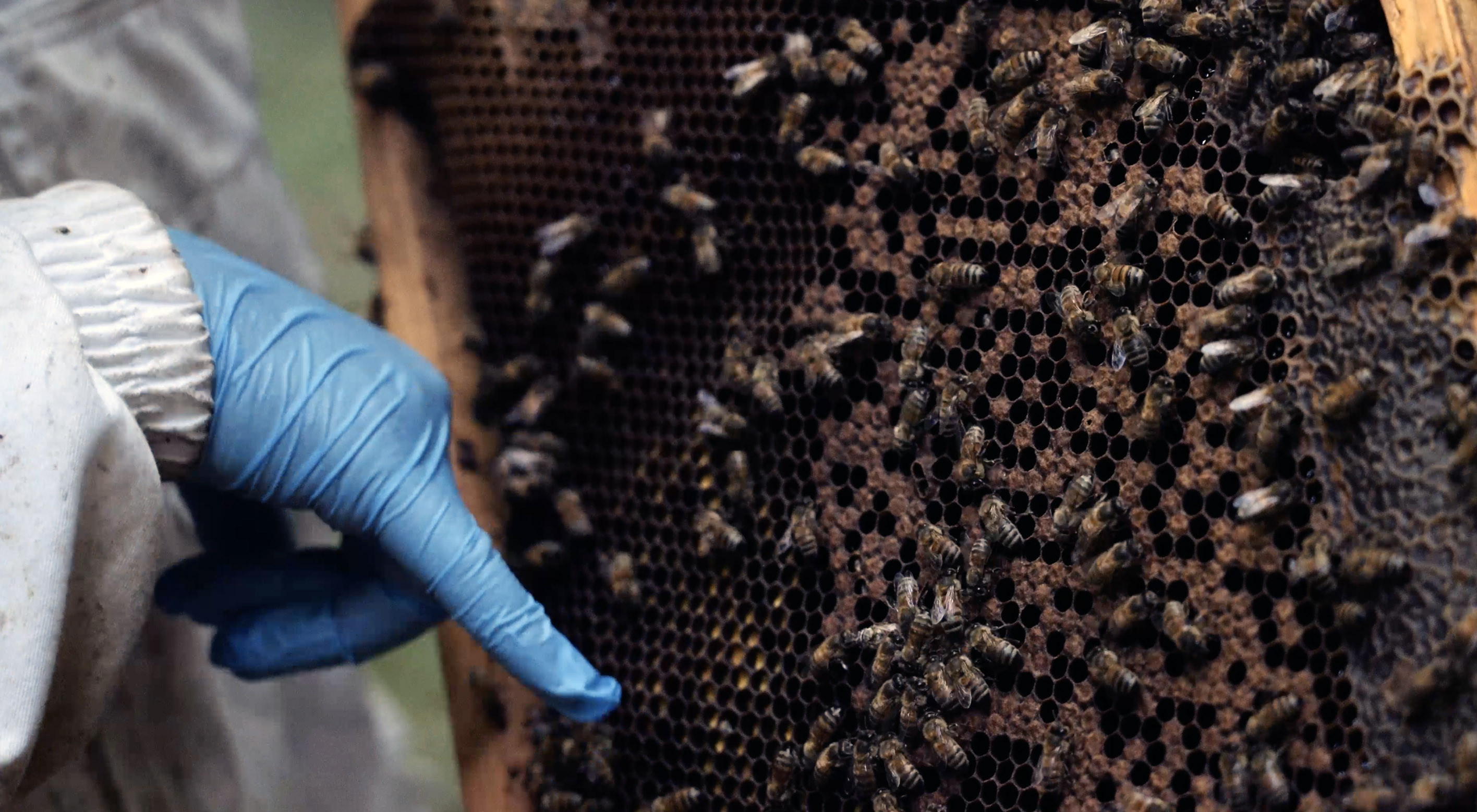 Una giornata tra le api: apicoltura biologica vicino Milano